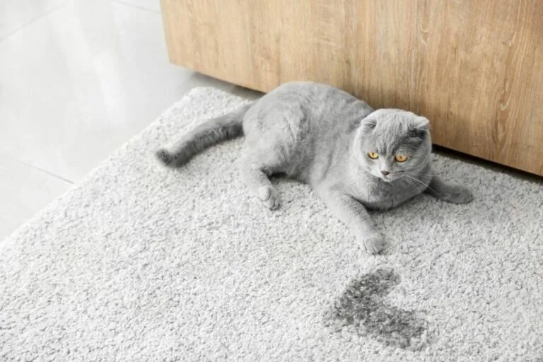 Kattenurine geur verwijderen bekleding